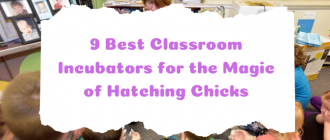 best-incubators